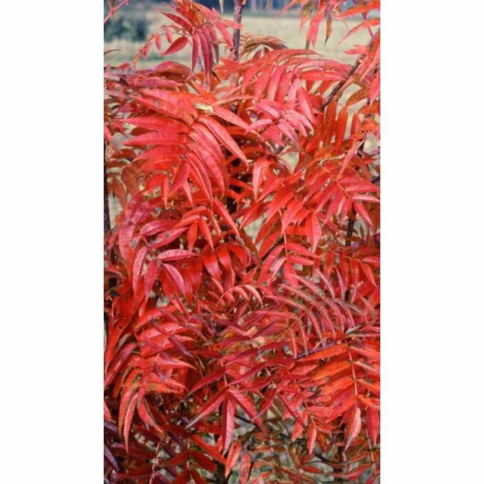 Sorbus ulleungensis 'Olympic Flame' | Japanese Rowan Tree | 12L Pot | 150-180cm | By Frank P Matthews 3 Sorbus ulleungensis 'Olympic Flame' | Japanese Rowan Tree | 12L Pot | 150-180cm | By Frank P Matthews