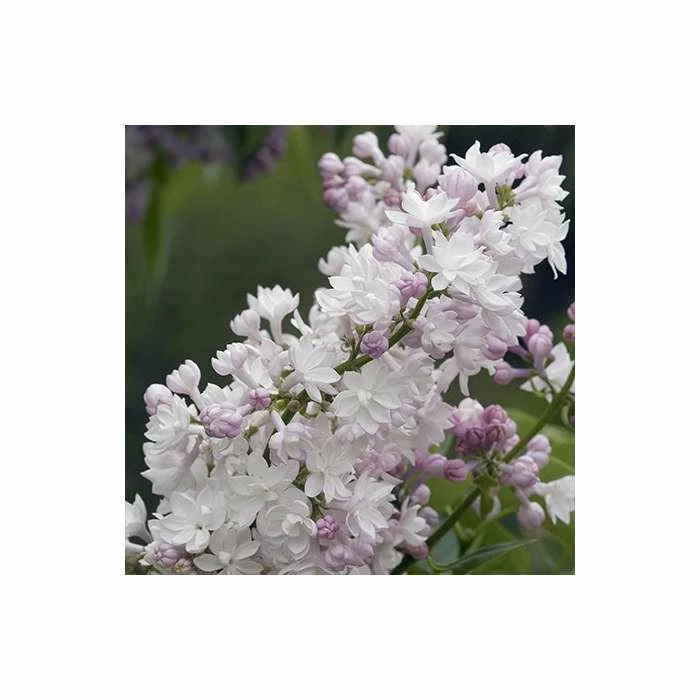 Syringa vulgaris 'Beauty of Moscow' | Lilac 'Krasavitsa Moskvy' | 7L Pot | 120-150cm | By Frank P Matthews 3 Syringa vulgaris 'Beauty of Moscow' | Lilac 'Krasavitsa Moskvy' | 7L Pot | 120-150cm | By Frank P Matthews
