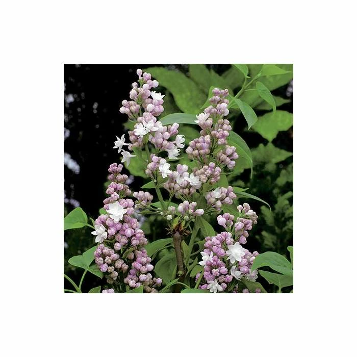 Syringa vulgaris 'Beauty of Moscow' | Lilac 'Krasavitsa Moskvy' | 7L Pot | 120-150cm | By Frank P Matthews 4 Syringa vulgaris 'Beauty of Moscow' | Lilac 'Krasavitsa Moskvy' | 7L Pot | 120-150cm | By Frank P Matthews - Image 2