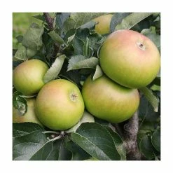 4ft 'Bramley 20' Patio Cooking Apple Tree | M27 Dwarfing Rootstock | 11.5L Pot | By Frank P Matthews™ -Ornamental Trees Shop TR076211 5L add image 1 9f37
