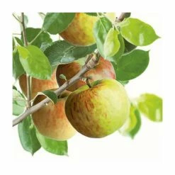 4ft 'Bramley 20' Patio Cooking Apple Tree | M27 Dwarfing Rootstock | 11.5L Pot | By Frank P Matthews™ -Ornamental Trees Shop TR076211 5L add image 3 8429