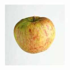 4ft 'Bramley 20' Patio Cooking Apple Tree | M27 Dwarfing Rootstock | 11.5L Pot | By Frank P Matthews™ -Ornamental Trees Shop TR076211 5L add image 4 2492