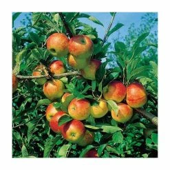 4ft 'Cox Self Fertile' Patio Dessert Apple Tree | M27 Dwarfing Rootstock | 11.5L Pot | By Frank P Matthews™ -Ornamental Trees Shop TR076411 5L add image 1 daa7