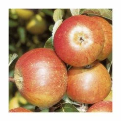 4ft 'Cox Self Fertile' Patio Dessert Apple Tree | M27 Dwarfing Rootstock | 11.5L Pot | By Frank P Matthews™ -Ornamental Trees Shop TR076411 5L add image 2 c7c6