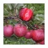 4ft 'TICKLED PINK Baya Marisa Dual Purpose Patio Apple Tree | M27 Dwarfing Rootstock | 11.5L Pot | By Frank P Matthews™ 2 4ft 'TICKLED PINK Baya Marisa Dual Purpose Patio Apple Tree | M27 Dwarfing Rootstock | 11.5L Pot | By Frank P Matthews™ -Ornamental Trees Shop TR077111 5L main image bad3