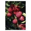 Malus 'Pink Glow' | Crab Apple Tree | Bare Root | By Frank P Matthews 1 Malus 'Pink Glow' | Crab Apple Tree | Bare Root | By Frank P Matthews -Ornamental Trees Shop TR0791 main image 3197