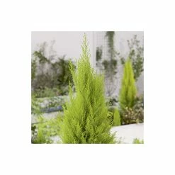 Cupressus macrocarpa 'Goldcrest' | Monterey cypress | 3L Pot -Ornamental Trees Shop TR1010 add image 2 dc25