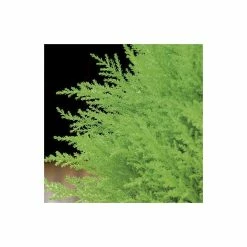 Cupressus macrocarpa 'Goldcrest' | Monterey cypress | 3L Pot -Ornamental Trees Shop TR1010 add image 3 3879