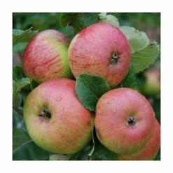 4ft 'Fiesta' Patio Dessert Apple Tree | M27 Dwarfing Rootstock | 11.5L Pot | By Frank P Matthews™ 9 4ft 'Fiesta' Patio Dessert Apple Tree | M27 Dwarfing Rootstock | 11.5L Pot | By Frank P Matthews™ -Ornamental Trees Shop TR1123 add image 1 9815