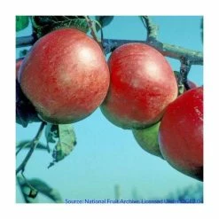 4ft 'Fiesta' Patio Dessert Apple Tree | M27 Dwarfing Rootstock | 11.5L Pot | By Frank P Matthews™ 10 4ft 'Fiesta' Patio Dessert Apple Tree | M27 Dwarfing Rootstock | 11.5L Pot | By Frank P Matthews™ -Ornamental Trees Shop TR1123 add image 2 f39e