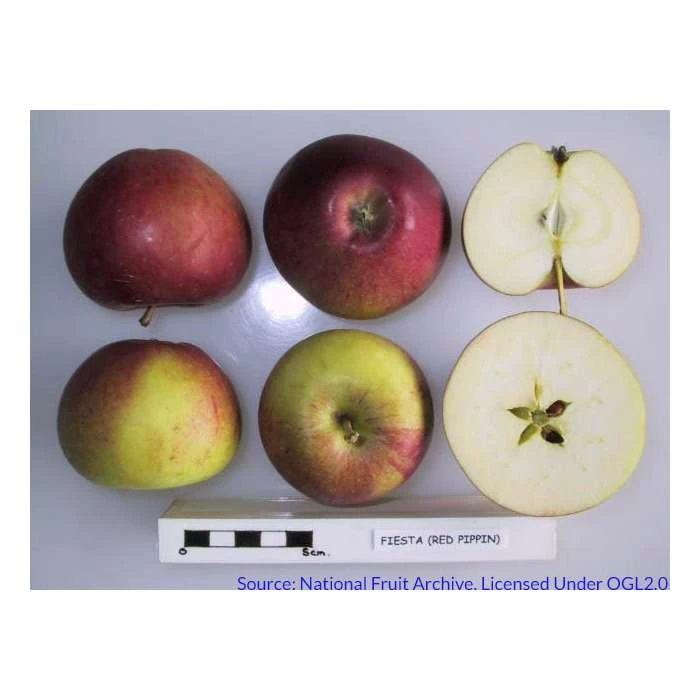 4ft 'Fiesta' Patio Dessert Apple Tree | M27 Dwarfing Rootstock | 11.5L Pot | By Frank P Matthews™ 7 4ft 'Fiesta' Patio Dessert Apple Tree | M27 Dwarfing Rootstock | 11.5L Pot | By Frank P Matthews™ - Image 5