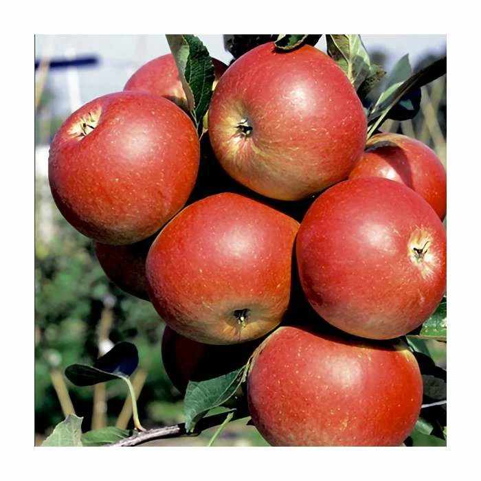 4ft 'Fiesta' Patio Dessert Apple Tree | M27 Dwarfing Rootstock | 11.5L Pot | By Frank P Matthews™ 4 4ft 'Fiesta' Patio Dessert Apple Tree | M27 Dwarfing Rootstock | 11.5L Pot | By Frank P Matthews™ - Image 2