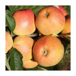 4ft 'Winter Gem' Patio Dessert Apple Tree | M27 Dwarfing Rootstock | 11.5L Pot | By Frank P Matthews