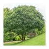 Acer griseum | Paper Bark Maple Tree | 5L Pot | By Frank P Matthews -Ornamental Trees Shop TR1159 main image 6bb4