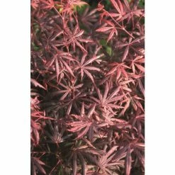 Acer palmatum 'Trompenburg' | Japanese Maple Tree | 8.5L Pot -Ornamental Trees Shop TR1160 add image 1 3176