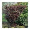 Acer palmatum 'Trompenburg' | Japanese Maple Tree | 8.5L Pot -Ornamental Trees Shop TR1160 main image 91e7