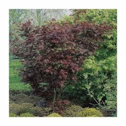Ornamental Trees Shop 11 Acer palmatum 'Trompenburg' | Japanese Maple Tree | 8.5L Pot