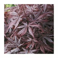 Ornamental Trees Shop -Ornamental Trees Shop TR1160 rollover image ecb5