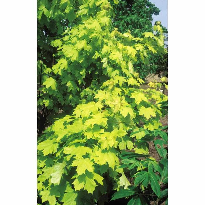 Acer platanoides Princeton Gold ('Prigo'PBR) | Norway Maple Tree | 12L Pot | 150-180cm | By Frank P Matthews 3 Acer platanoides Princeton Gold ('Prigo'PBR) | Norway Maple Tree | 12L Pot | 150-180cm | By Frank P Matthews