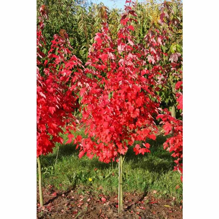 Acer rubrum 'Brandywine' | Red Maple Tree | 12L Pot | 150-180cm | By Frank P Matthews 4 Acer rubrum 'Brandywine' | Red Maple Tree | 12L Pot | 150-180cm | By Frank P Matthews - Image 2