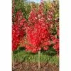 Acer rubrum 'Brandywine' | Red Maple Tree | 12L Pot | 150-180cm | By Frank P Matthews -Ornamental Trees Shop TR1163 main image 0c5d
