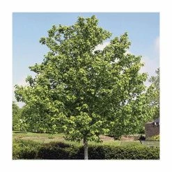 Acer rubrum Red Sunset ('Franksred') | Red Maple Tree | 12L Pot | 150-180cm | By Frank P Matthews -Ornamental Trees Shop TR1164 add image 1 6a72