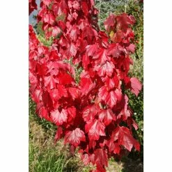 Acer rubrum Red Sunset ('Franksred') | Red Maple Tree | 12L Pot | 150-180cm | By Frank P Matthews -Ornamental Trees Shop TR1164 add image 2 ad23
