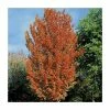 Acer rubrum Red Sunset ('Franksred') | Red Maple Tree | 12L Pot | 150-180cm | By Frank P Matthews 1 Acer rubrum Red Sunset ('Franksred') | Red Maple Tree | 12L Pot | 150-180cm | By Frank P Matthews -Ornamental Trees Shop TR1164 main image 3588