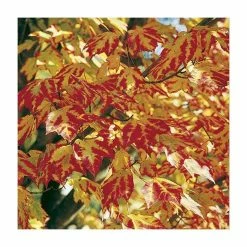 Ornamental Trees Shop -Ornamental Trees Shop TR1164 rollover image df2a
