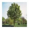Acer × freemanii Autumn Blaze ('Jeffersred') | Freeman Maple Tree | 12L Pot | 150-180cm | By Frank P Matthews -Ornamental Trees Shop TR1165 main image cf54