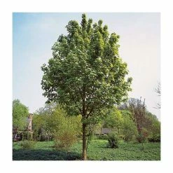 Acer × freemanii Autumn Blaze ('Jeffersred') | Freeman Maple Tree | 12L Pot | 150-180cm | By Frank P Matthews