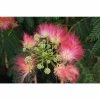 Albizia julibrissin ombrella ('Boubri') (PBR) | Silk Tree | 12L Pot | 150-180cm | By Frank P Matthews 1 Albizia julibrissin ombrella ('Boubri') (PBR) | Silk Tree | 12L Pot | 150-180cm | By Frank P Matthews -Ornamental Trees Shop TR1166 main image 7f77