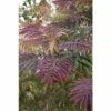 Albizia julibrissin 'Summer Chocolate' (PBR) | Silk Tree | 12L Pot | 150-180cm | By Frank P Matthews -Ornamental Trees Shop TR1167 main image e31d