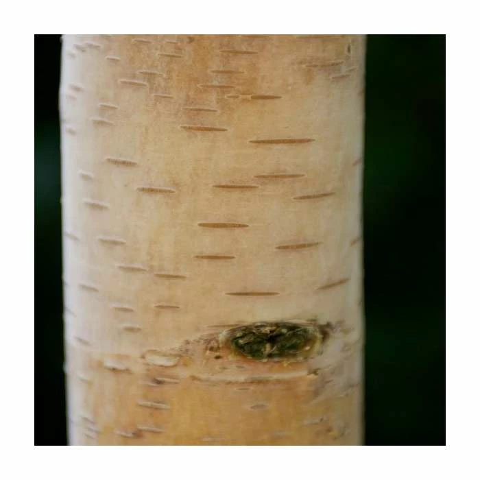 Betula albosinensis 'Fascination' | Chinese White Bark Birch Tree | 12L Pot | 150-180cm | By Frank P Matthews 4 Betula albosinensis 'Fascination' | Chinese White Bark Birch Tree | 12L Pot | 150-180cm | By Frank P Matthews - Image 2