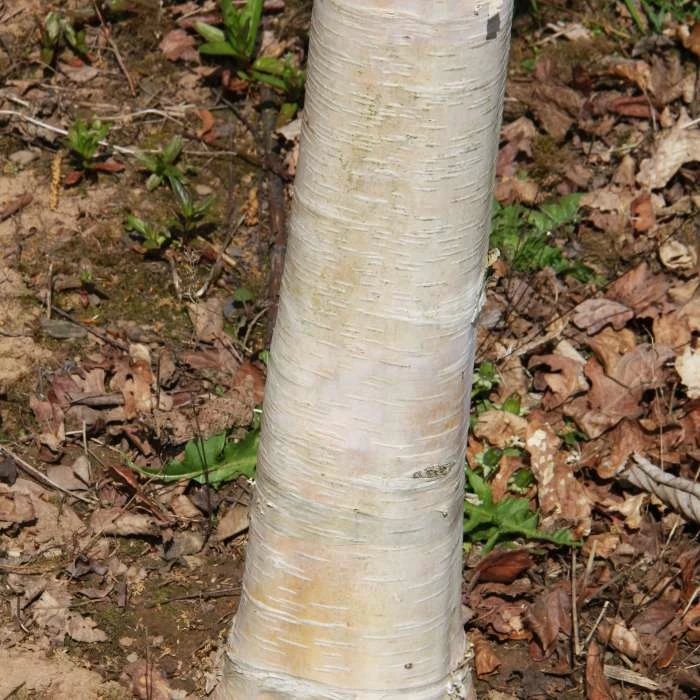 Betula pendula 'Fastigiata Joes' (PBR) | Upright Birch Tree | 12L Pot | 150-180cm | By Frank P Matthews 4 Betula pendula 'Fastigiata Joes' (PBR) | Upright Birch Tree | 12L Pot | 150-180cm | By Frank P Matthews - Image 2