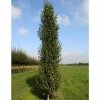 Betula pendula 'Fastigiata Joes' (PBR) | Upright Birch Tree | 12L Pot | 150-180cm | By Frank P Matthews 2 Betula pendula 'Fastigiata Joes' (PBR) | Upright Birch Tree | 12L Pot | 150-180cm | By Frank P Matthews -Ornamental Trees Shop TR1173 main image cec7