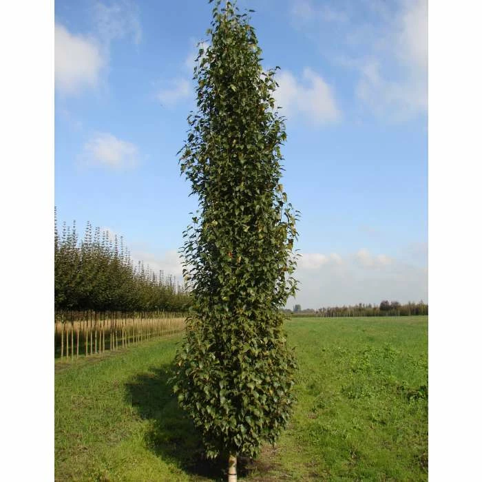 Betula pendula 'Fastigiata Joes' (PBR) | Upright Birch Tree | 12L Pot | 150-180cm | By Frank P Matthews 3 Betula pendula 'Fastigiata Joes' (PBR) | Upright Birch Tree | 12L Pot | 150-180cm | By Frank P Matthews