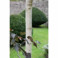 Betula 'Royal Frost' | Purple Birch Tree | 12L Pot | 150-180cm | By Frank P Matthews 5 Betula 'Royal Frost' | Purple Birch Tree | 12L Pot | 150-180cm | By Frank P Matthews -Ornamental Trees Shop TR1174 add image 1 7994