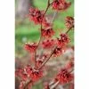 Hamamelis × intermedia 'Diane' | Red Witch Hazel Tree | 12L Pot | 120-150cm 2 Hamamelis × intermedia 'Diane' | Red Witch Hazel Tree | 12L Pot | 120-150cm -Ornamental Trees Shop TR1189 main image b652