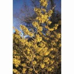 Hamamelis x intermedia 'Pallida' | Yellow Witch Hazel Tree | 12L Pot | 120-150cm -Ornamental Trees Shop TR1190 add image 1 ed6a