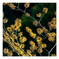 Hamamelis x intermedia 'Pallida' | Yellow Witch Hazel Tree | 12L Pot | 120-150cm