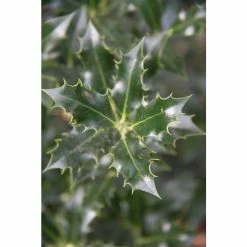 Ilex aquifolium 'Alaska' | Holly Tree | 7L Pot | 120-150cm