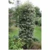 Ilex aquifolium 'Argentea Marginata' | Silver-margined Holly | 7L Pot | 120-150cm