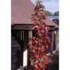 Liquidambar styraciflua 'Slender Silhouette' | Columnar Sweet Gum Tree | 12L Pot | 150-180cm | By Frank P Matthews