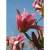 Magnolia ‘Daybreak’ | 12L Pot | 150-180cm -Ornamental Trees Shop TR1201 main image 929a