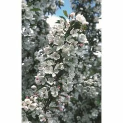 Malus 'Admiration' | Crab Apple Tree | 11.5L Pot | 120-150cm | By Frank P Matthews -Ornamental Trees Shop TR1205 add image 1 497a