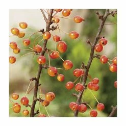 Malus 'Admiration' | Crab Apple Tree | 11.5L Pot | 120-150cm | By Frank P Matthews -Ornamental Trees Shop TR1205 add image 2 23a7