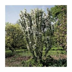 Malus 'Admiration' | Crab Apple Tree | 11.5L Pot | 120-150cm | By Frank P Matthews