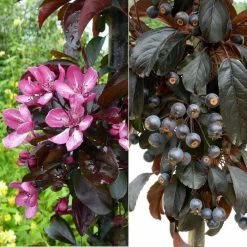 Malus toringo 'Aros' | Crab Apple Tree | 7L Pot | 120-150cm | By Frank P Matthews -Ornamental Trees Shop TR1207 add image 1 36c9