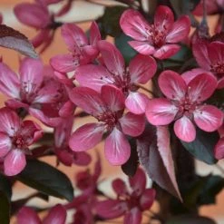 Ornamental Trees Shop 15 Malus toringo 'Aros' | Crab Apple Tree | 7L Pot | 120-150cm | By Frank P Matthews